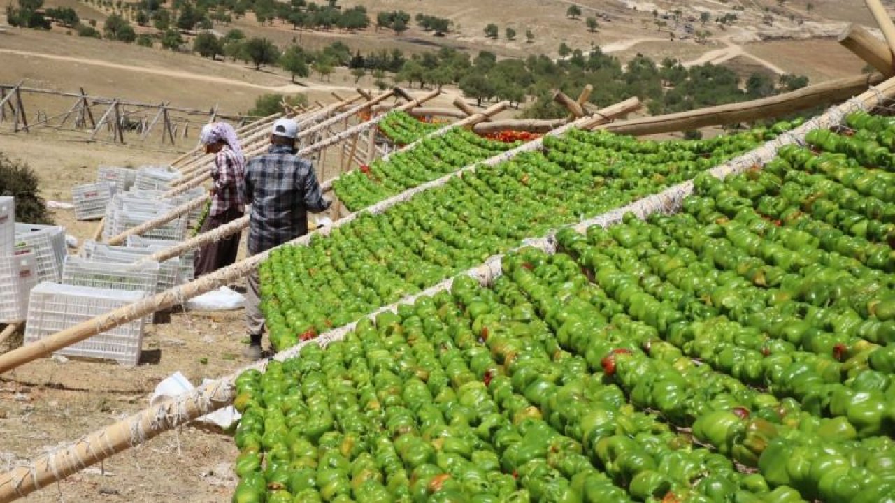 Gaziantep'te yılın ilk kurutmalıkları güneşe bırakıldı