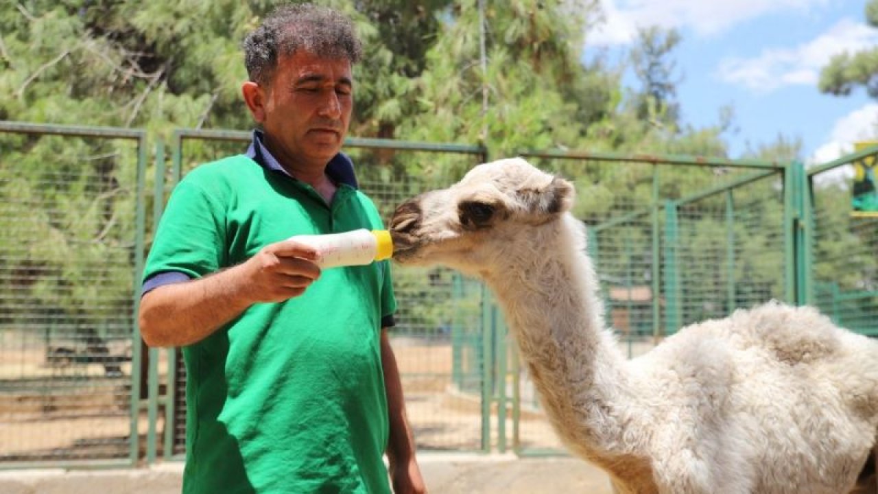 Annesi tarafından terk edilen yavru albino deveye Gaziantep Hayvanat Bahçesi'nde bakıcıları sahip çıktı