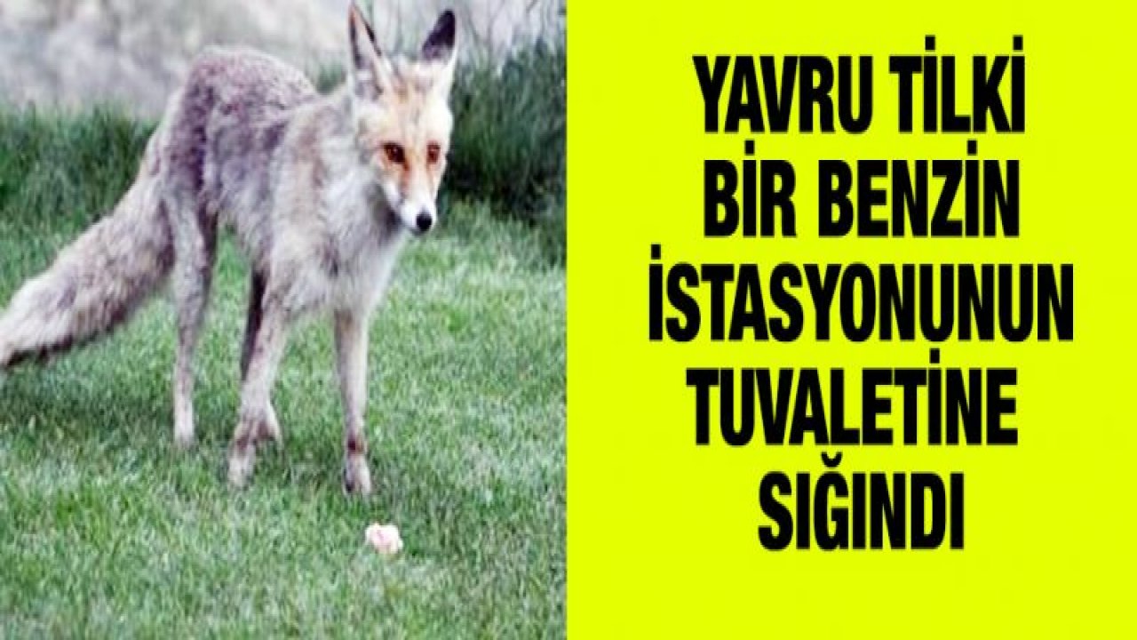 Köpeklerden kaçan yavru tilki tuvalete sığındı