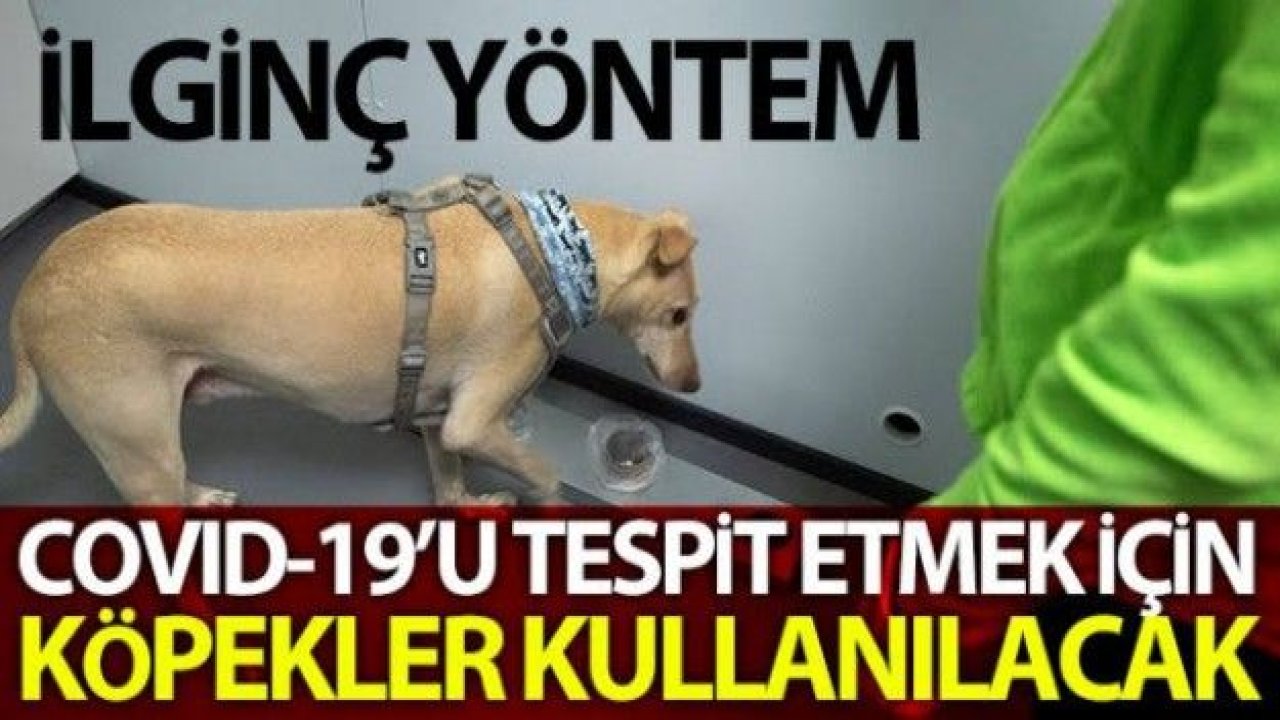 Helsinki Havalimanı'nda Covid-19'u tespit etmek için eğitimli köpekler kullanılacak