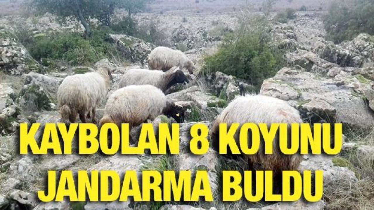 Kaybolan 8 koyunu jandarma buldu