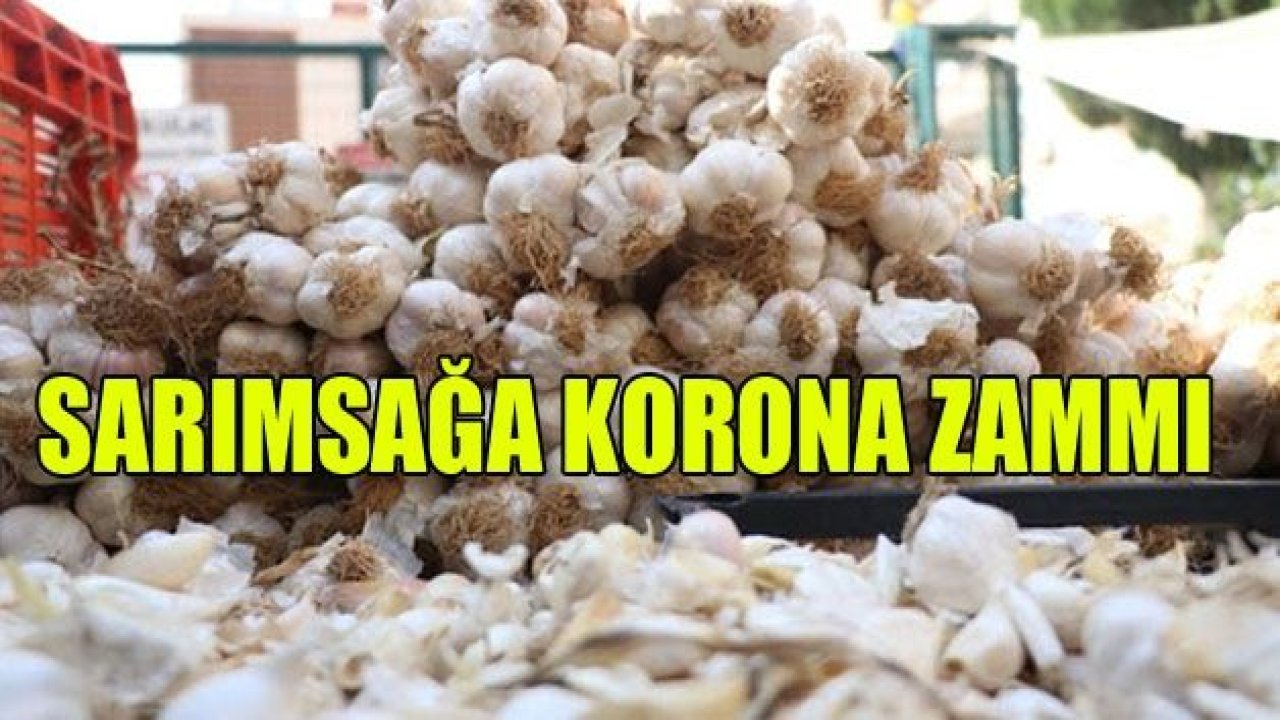 Korona şampiyonu kuru sarımsak!