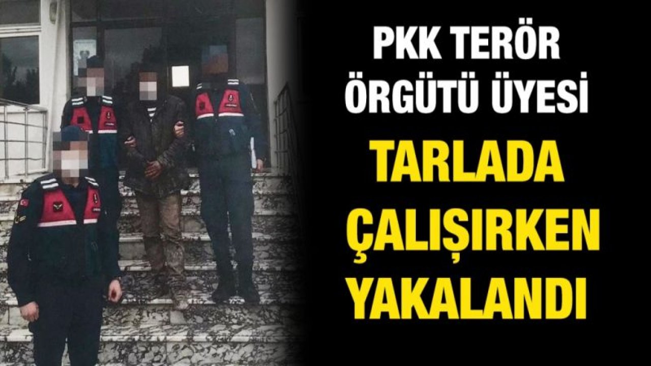 PKK terör örgütü üyesi tarlada çalışırken yakalandı